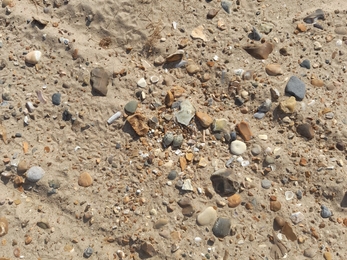 Tracks from a beach trolley that has been dragged through a ringed plover nest at Holme.