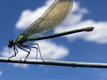 a demoiselle damselfly on a stick in front of the sky