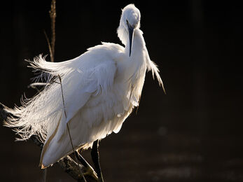 A backlit little egret. The background is black. 