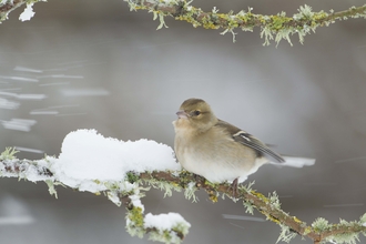Chaffinch female