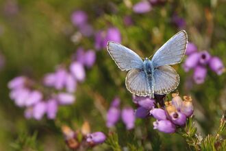 Silver-studded Blue butterfly