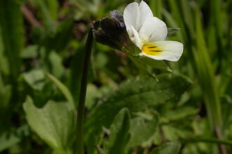 Field Pansy