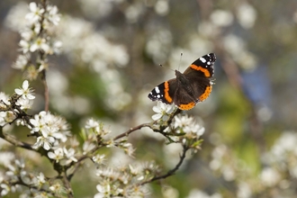Red Admiral