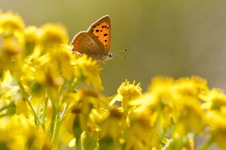 Small Copper butterfly
