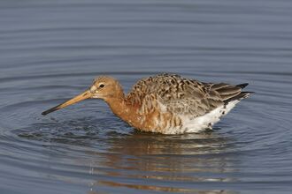 Black-tailed Godwit in summer plumage