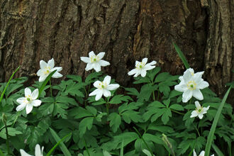 Wood Anemone