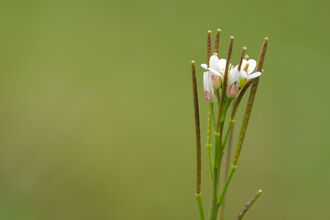 Hairy Bitter-cress
