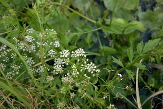 Lesser water parsnip