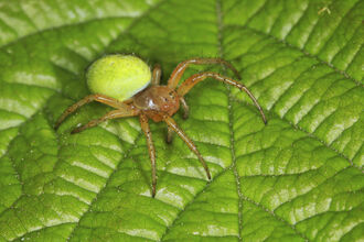 A cucumber spider sitting on a leaf. It's a yellowish-brown spider, with a bright apple green abdomen