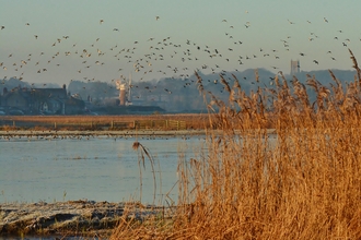 Watery marshland at NWT Cley Marshes, with golden reeds in the foreground and a windmill in the background, with a flock of birds flying across the sky