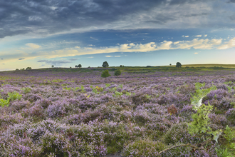 Open heathland at NWT Roydon Common, with purple heather and green plants covering the ground