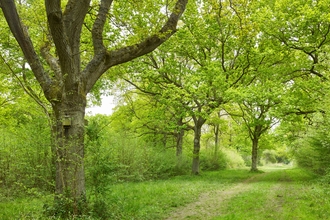Green-leaved trees alongside a path at NWT Foxley Wood on a sunny day