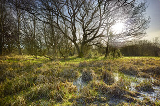 A sunny day at Sweet Briar Marshes, with bare trees in the background and marshy ground in the foreground
