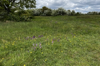 Purple orchids and yellow buttercups are dotted amongst a field of short green grass.