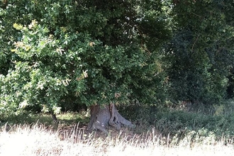 A tree with a wide trunk and an abundance of dark green leaves, in front of a sunny patch of grass in the woodland.