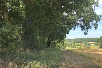 Green trees in woodland line the left of the image, while to the woodland's right a field of long grass is shown, backed by several more fields.