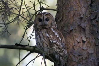 A tawny owl in the branch of a tree