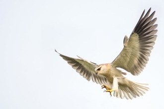 A black-winged kite in flight, with its wings outstretched and its claws extended. It looks down at the ground, with its tail feathers fanned out.