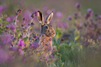 Hare in a field of purple flowers