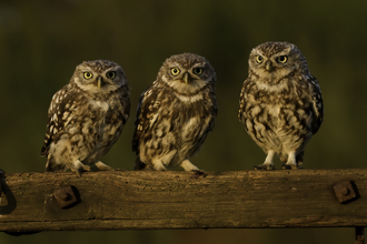 An image of three little owls perched next to each other on a piece of wood.