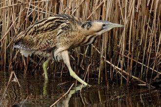 Bittern walking through reedbed - credit Jackie Dent