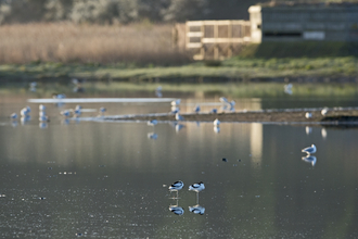 Birds on the water pictured from a hide at Cley