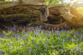 A carpet of bluebells next to deadwood in a forest