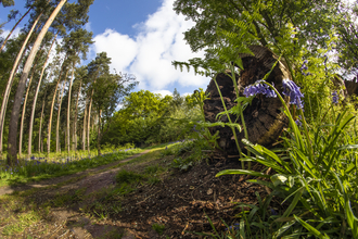 A muddy track with trees, a log and bluebells