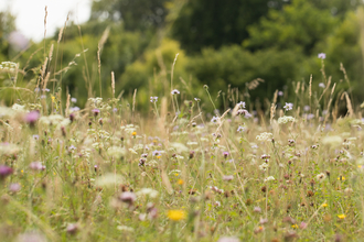 A meadow with white, yellow and pink flowers in the summertime
