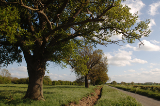 A row of trees beside a road