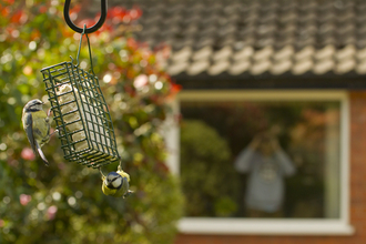 A man is watching blue-tits on a bird feeder from his window with binoculars