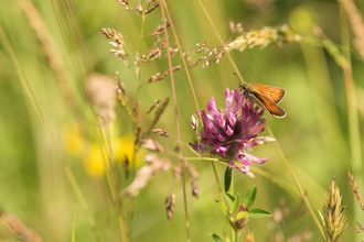 A butterfly that has landed on a pink flower in a meadow