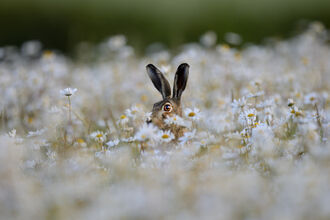 A hare peeks out of a field of oxeye daisies