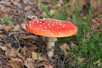 Fly Agaric, Holt Lowes
