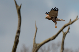 Marsh harrier flying with tree branches in the foreground