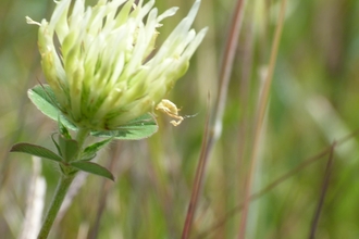 Sulphur clover