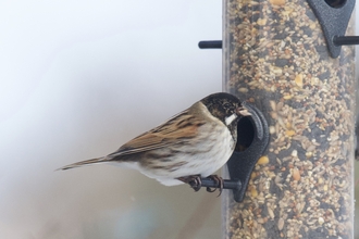 A reed bunting sits on the side of a full bird feeder