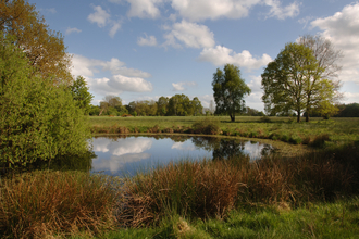 A pond in South Norfolk in the summertime