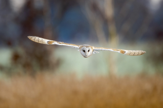 A barn owl with wings outstretched looking directly at the camera as it flies over a field. 