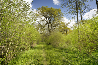 A lush green woodland on a sunny day