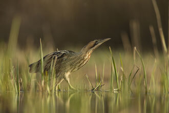 A bittern on a sunny day walking through water and reeds