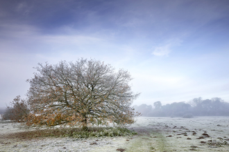A large lone tree in a frosty field at East Wretham
