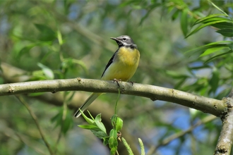 Grey wagtail in a tree over the river waiting for passing insects