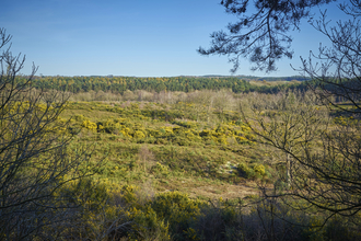 Shrubs and yellow heathland at Holt Lowes