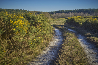 A path surrounded by yellow heathland at Holt Lowes