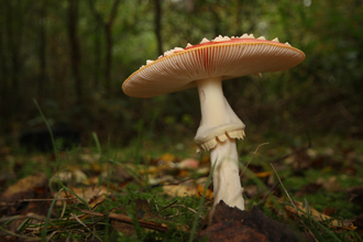 A fly agaric in a woodland