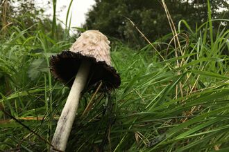 A shaggy inkcap mushroom in long green grass