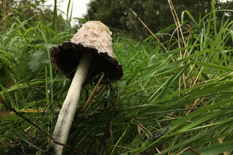 A shaggy inkcap mushroom in long green grass