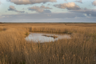 A view of a pond in the midst of some reeds