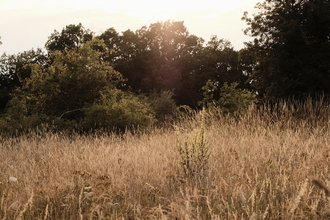 Bushes and grasses at Sweet Briar Marshes during golden hour